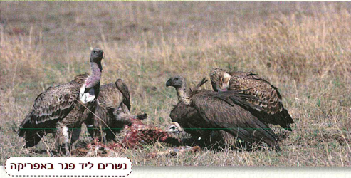 (בספר תמונה:) נשרים ליד פגר באפריקה.